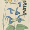 Salvia Florals II Mural Wallpaper - pure wallpaper artwork