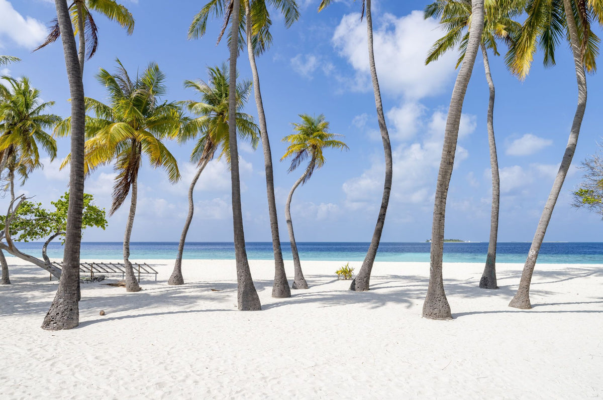 Palm Tree Beach Mural Wallpaper - pure wallpaper artwork