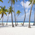 Palm Tree Beach Mural Wallpaper - pure wallpaper artwork