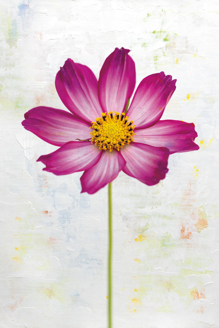 Wonderful Wildflowers IV Mural Wallpaper