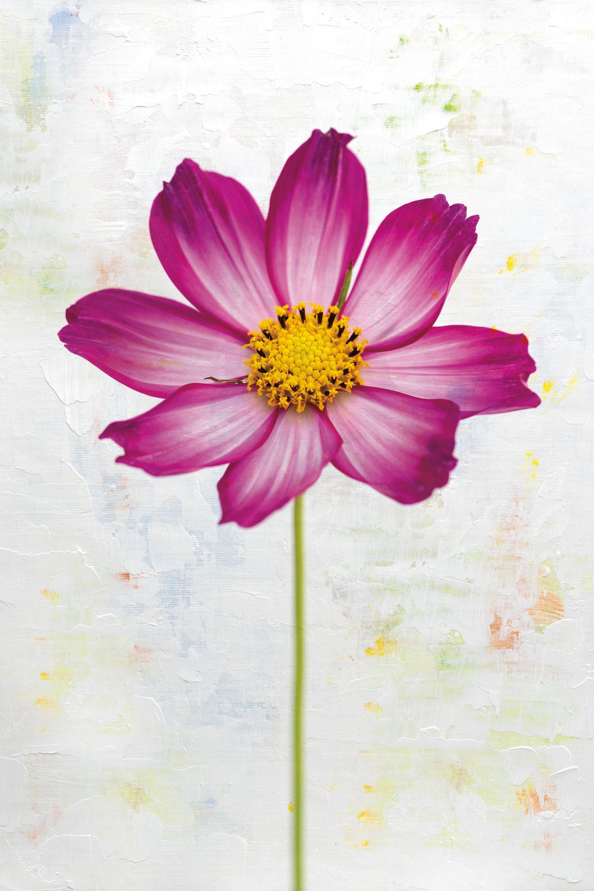 Wonderful Wildflowers IV Mural Wallpaper - pure wallpaper artwork