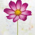 Wonderful Wildflowers IV Mural Wallpaper - pure wallpaper artwork