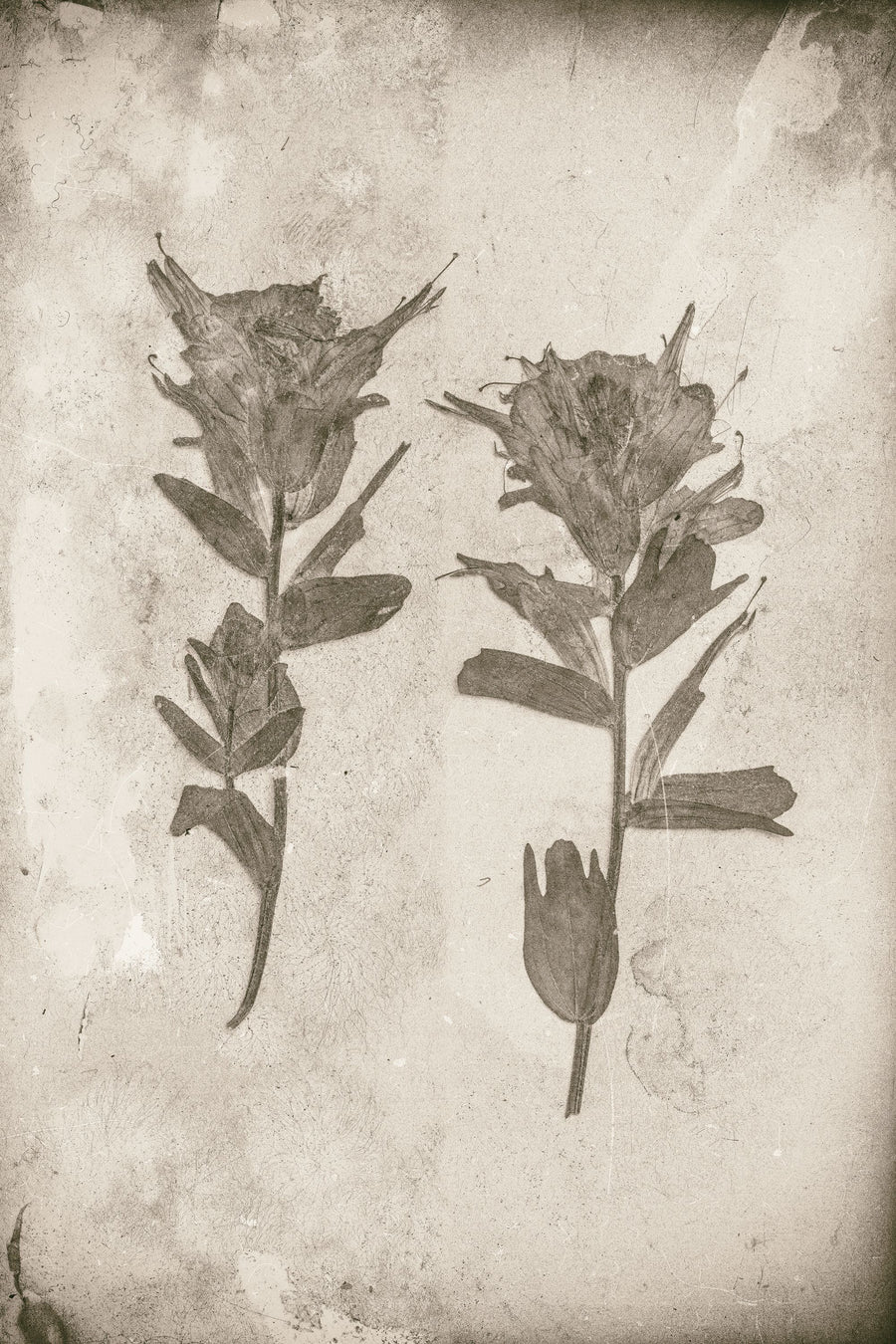 Wildflower Journal VII Sepia Mural Wallpaper