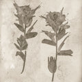 Wildflower Journal VII Sepia Mural Wallpaper - pure wallpaper artwork