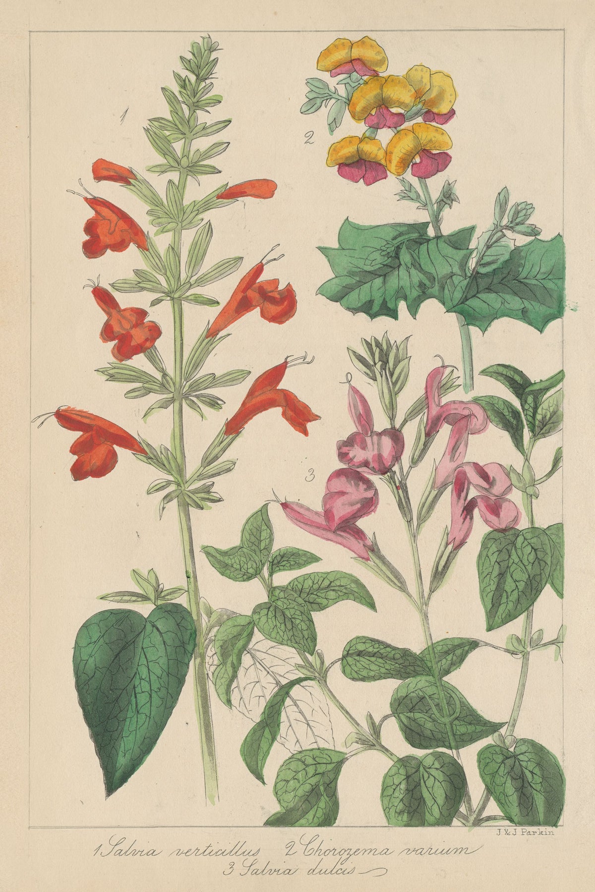 Salvia Florals I Mural Wallpaper - pure wallpaper artwork