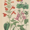 Salvia Florals I Mural Wallpaper - pure wallpaper artwork