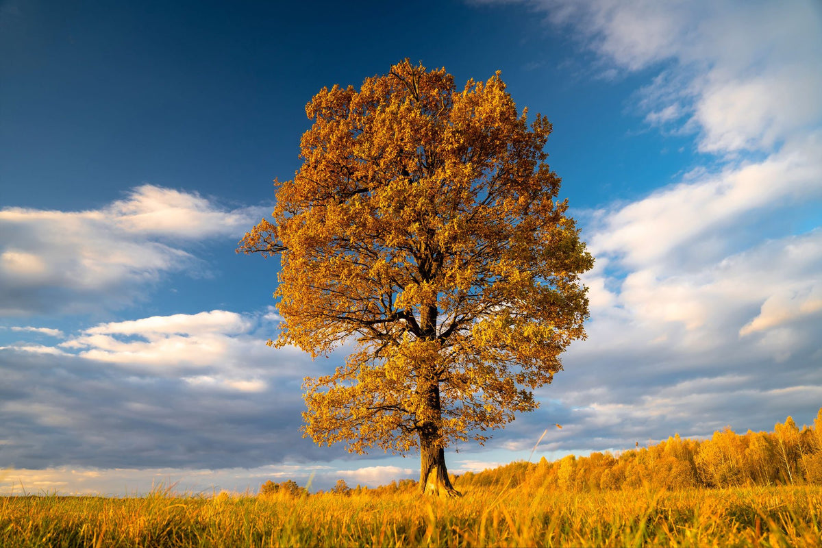 Last Tree Standing Mural Wallpaper - pure wallpaper artwork