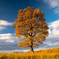 Last Tree Standing Mural Wallpaper - pure wallpaper artwork