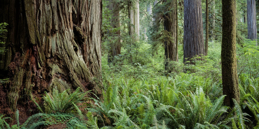 Ancient Fern Forest Mural Wallpaper