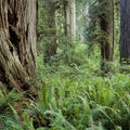 Ancient Fern Forest Mural Wallpaper - pure wallpaper artwork
