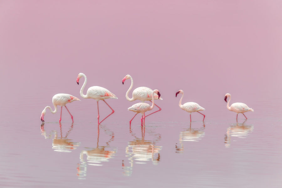 Flamingos Mural Wallpaper - Purple Tone