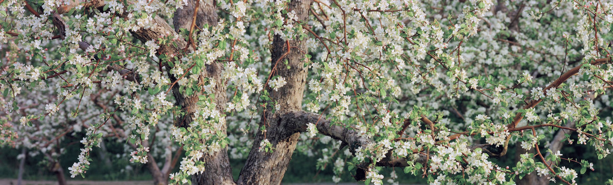 Blossom Cascade Mural Wallpaper - pure wallpaper artwork
