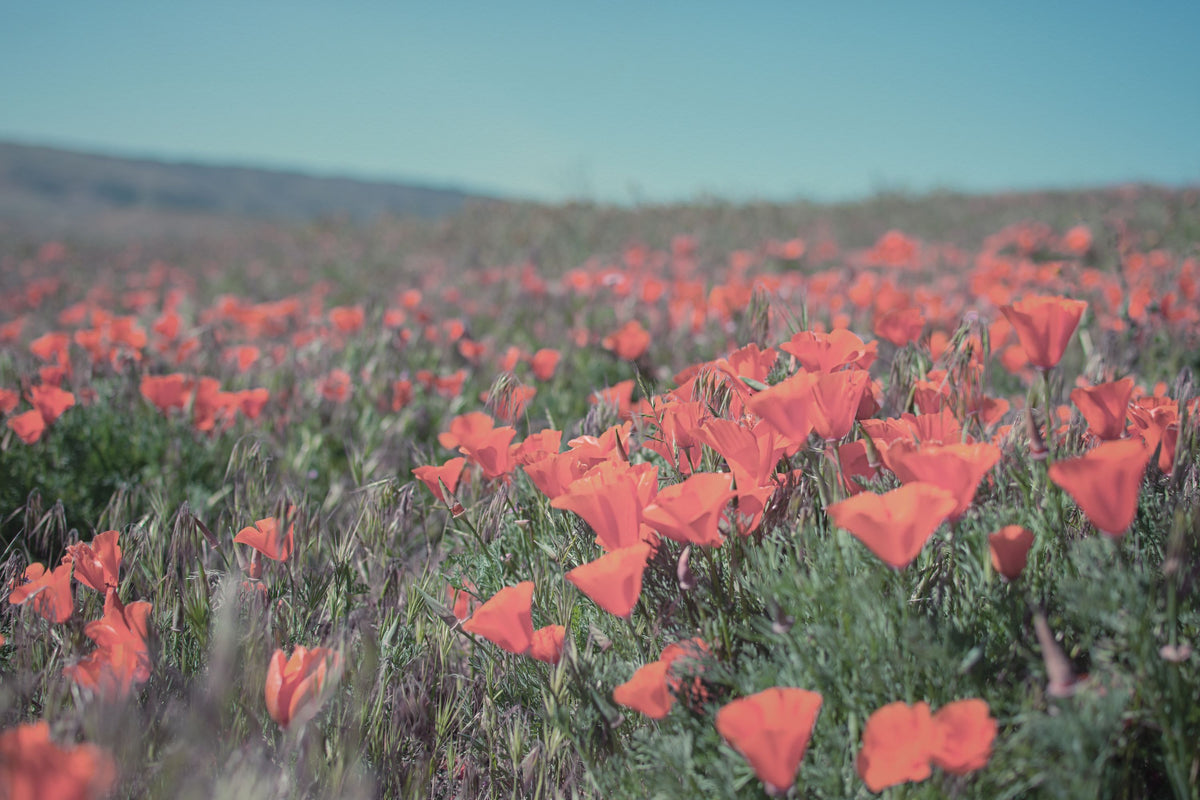 California Blooms I Mural Wallpaper - pure wallpaper artwork