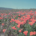 California Blooms I Mural Wallpaper - pure wallpaper artwork