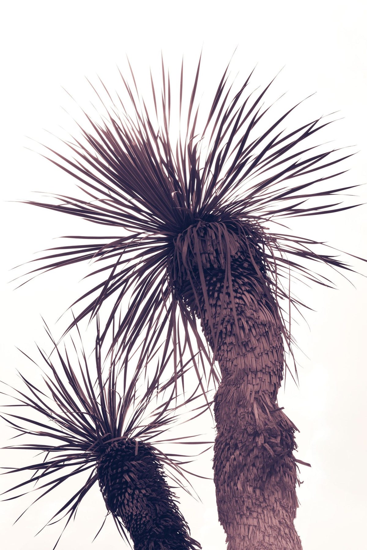 Palm Mural Wallpaper - pure wallpaper artwork