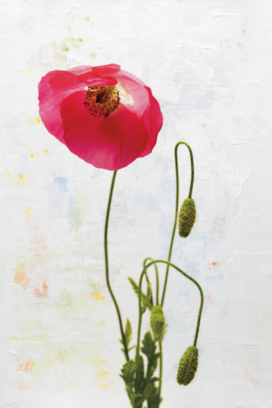 Wonderful Wildflowers I Mural Wallpaper