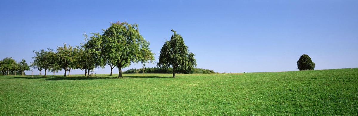Tranquil Tree Line Mural Wallpaper - pure wallpaper artwork