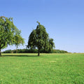 Tranquil Tree Line Mural Wallpaper - pure wallpaper artwork