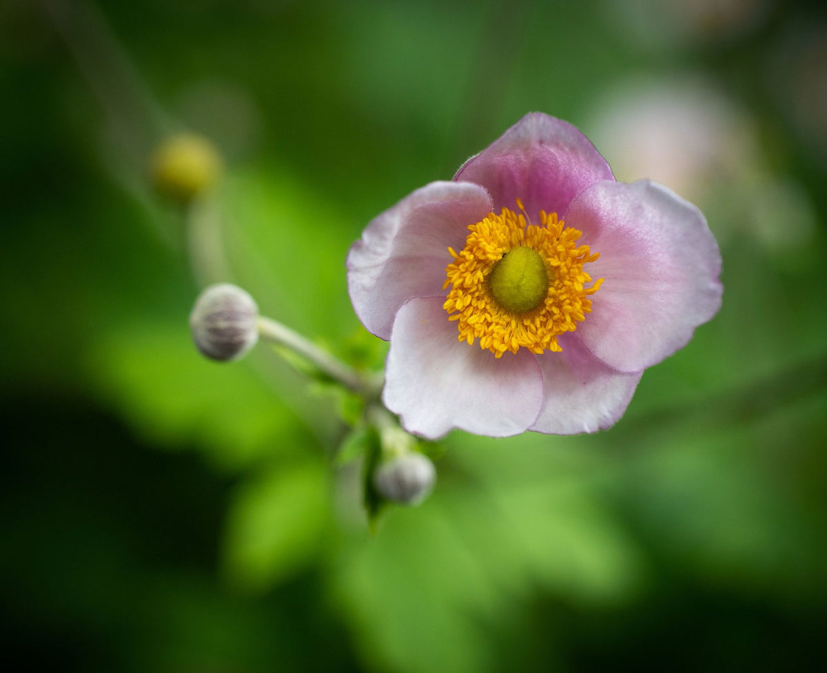 Autumn Anemone Mural Wallpaper - pure wallpaper artwork