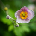 Autumn Anemone Mural Wallpaper - pure wallpaper artwork