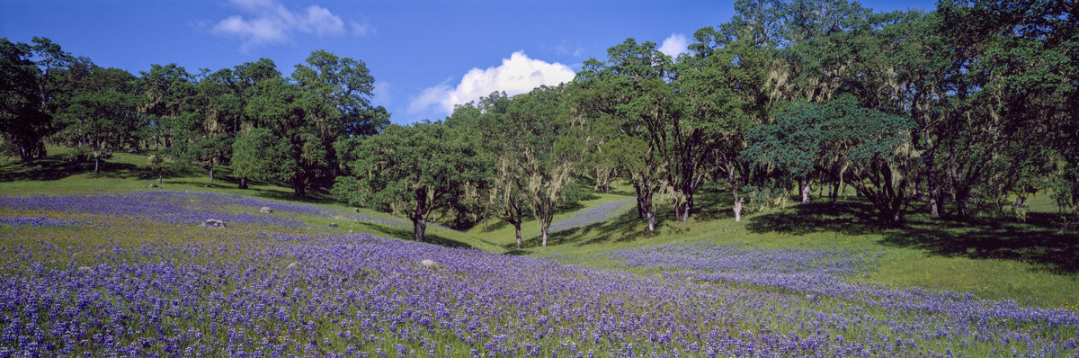Purple Meadow Haven Mural Wallpaper - pure wallpaper artwork