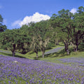 Purple Meadow Haven Mural Wallpaper - pure wallpaper artwork
