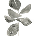 Fiddle Leaf I Mural Wallpaper - pure wallpaper artwork