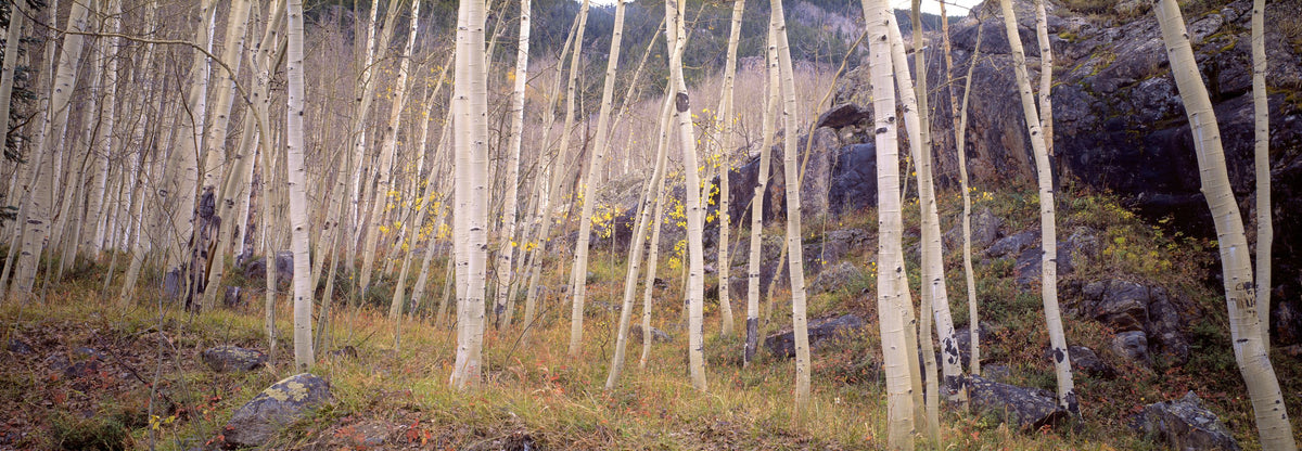 Aspen Grove Serenity Mural Wallpaper - pure wallpaper artwork