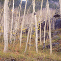 Aspen Grove Serenity Mural Wallpaper - pure wallpaper artwork
