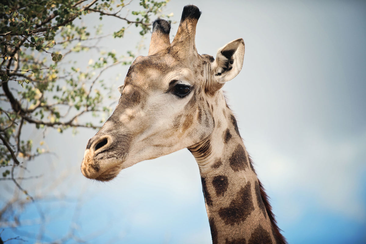 Giraffe Portrait II Mural Wallpaper - pure wallpaper artwork