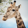 Giraffe Portrait II Mural Wallpaper - pure wallpaper artwork