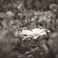 Laying Down on the Desert Floor Mural Wallpaper - pure wallpaper artwork