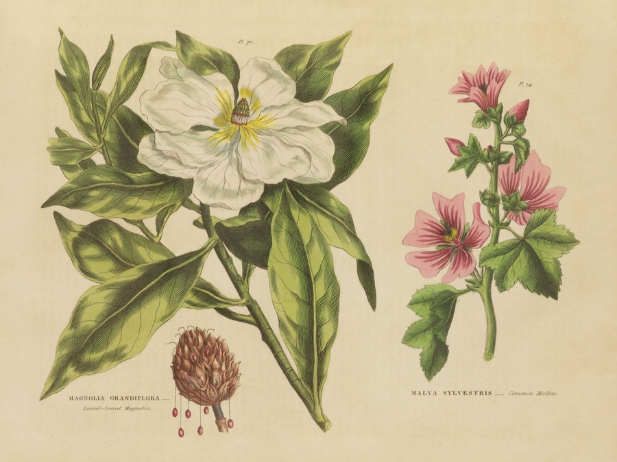 Herbal Botanical II Mural Wallpaper