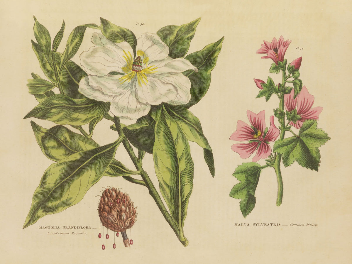 Herbal Botanical II Mural Wallpaper - pure wallpaper artwork