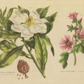 Herbal Botanical II Mural Wallpaper - pure wallpaper artwork