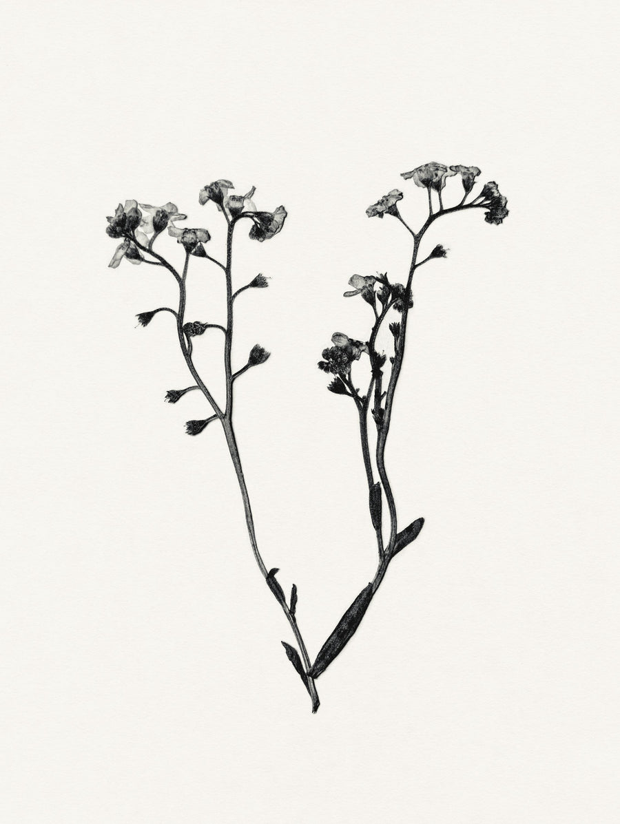 Field Journal Entry I Mural Wallpaper