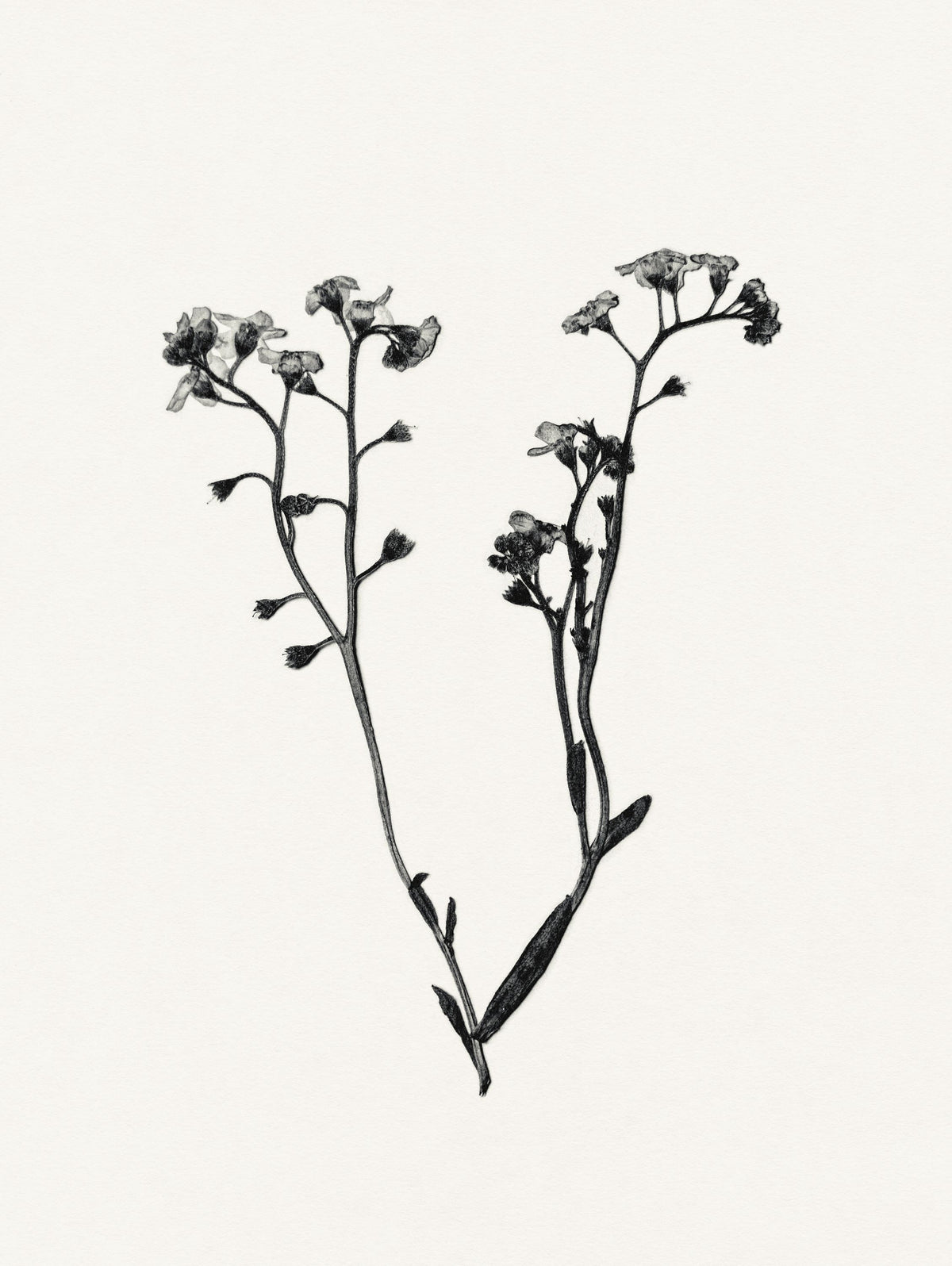 Field Journal Entry I Mural Wallpaper - pure wallpaper artwork