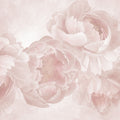 Peony Love Mural Wallpaper - pure wallpaper artwork