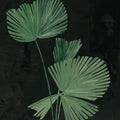 Palm Study Mural Wallpaper - pure wallpaper artwork