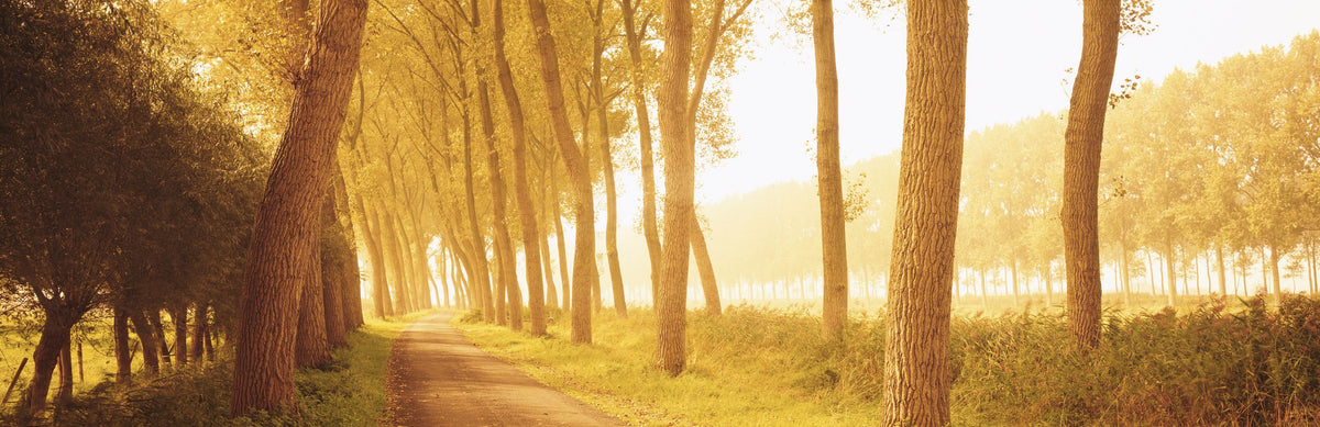 Golden Forest Trail Mural Wallpaper - pure wallpaper artwork