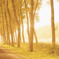 Golden Forest Trail Mural Wallpaper - pure wallpaper artwork