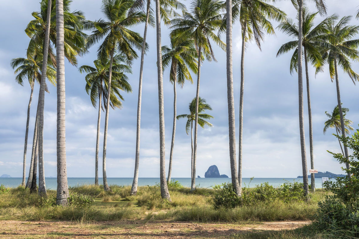 Coastal Palms Mural Wallpaper - pure wallpaper artwork