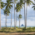 Coastal Palms Mural Wallpaper - pure wallpaper artwork