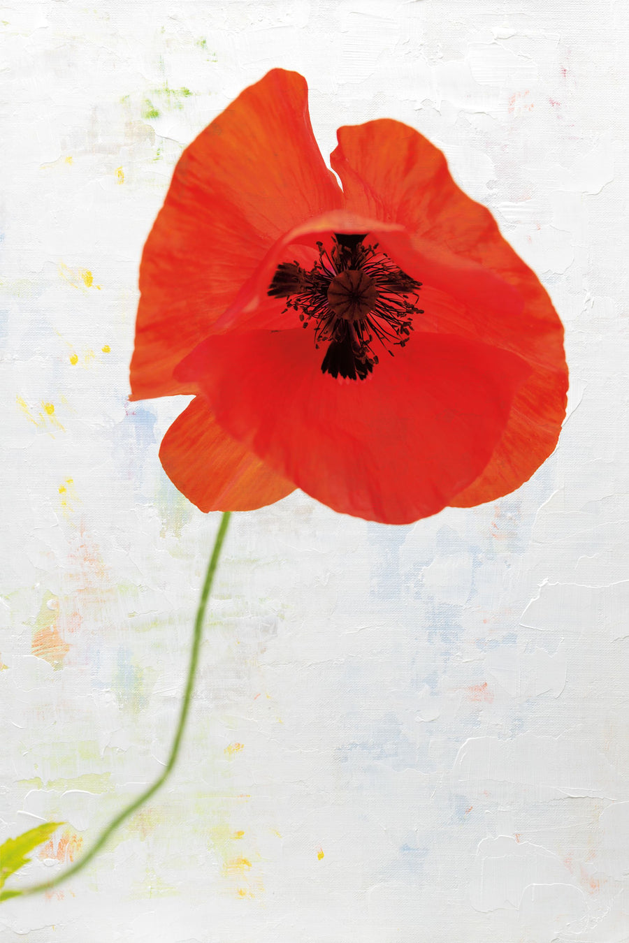 Wonderful Wildflowers VII Mural Wallpaper