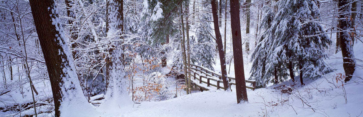 Winter's Passage Snow Mural Wallpaper - pure wallpaper artwork