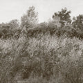 Meadow Whisper, Earth Mural Wallpaper - pure wallpaper artwork