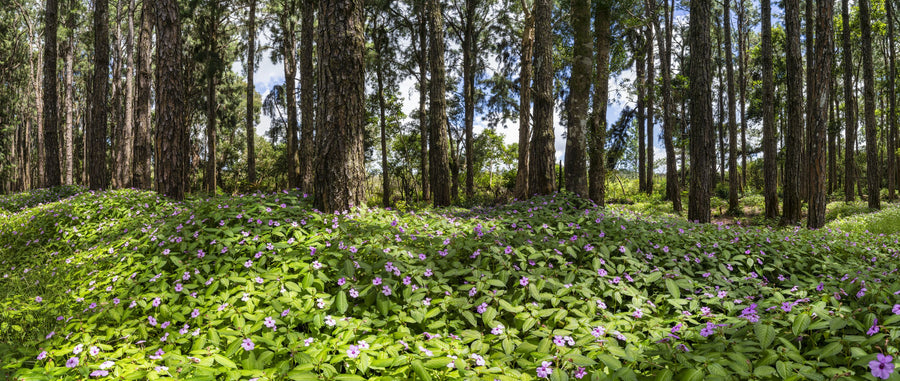 Eucalyptus Woods Mural Wallpaper