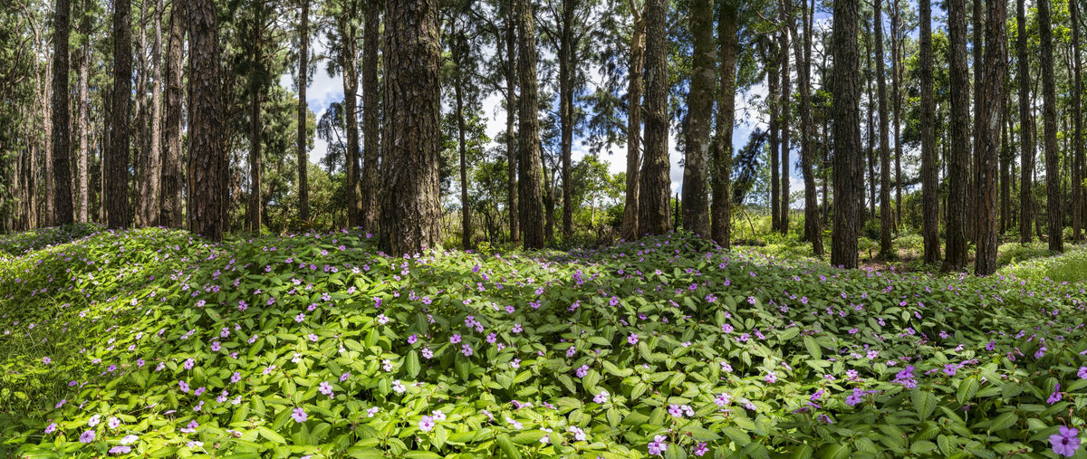 Eucalyptus Woods Mural Wallpaper - pure wallpaper artwork