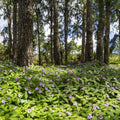 Eucalyptus Woods Mural Wallpaper - pure wallpaper artwork