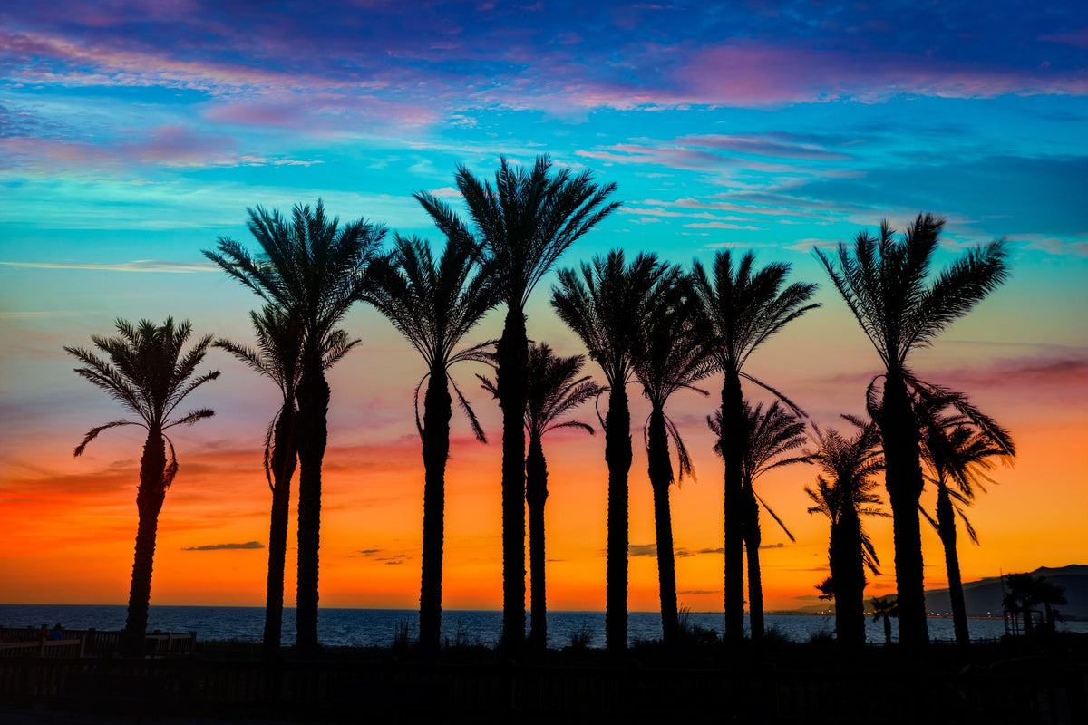 Miami Palms Mural Wallpaper - pure wallpaper artwork
